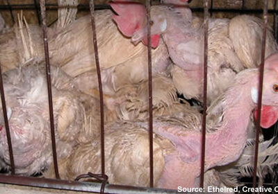 ag-gag-500x280-v01.jpg