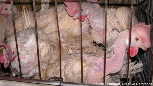 ag-gag-500x280-v01.jpg
