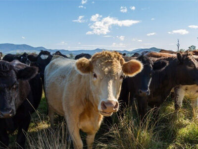 A group of cows in a pasture