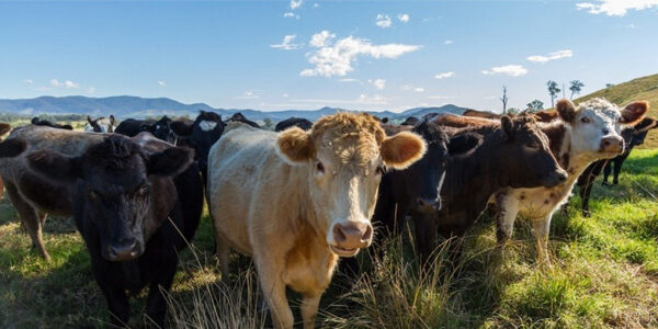 A group of cows in a pasture