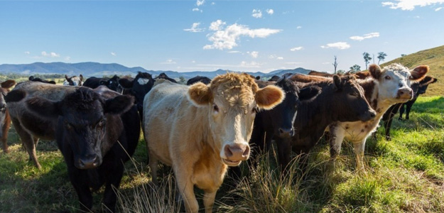 A group of cows in a pasture