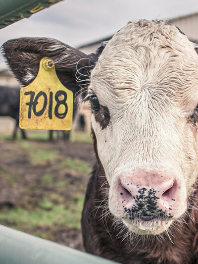 Ag Gag