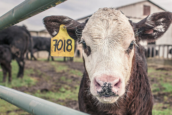 Ag Gag