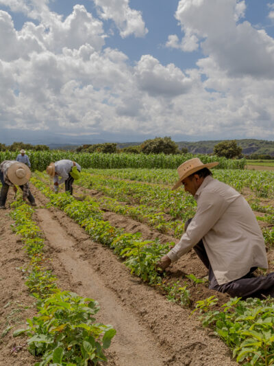 Latine immigrant work on a farm, tending to green crops in a large farm field