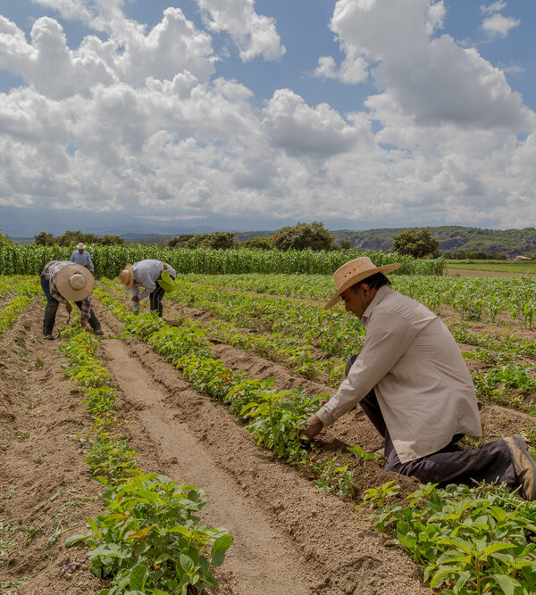 Latine immigrant work on a farm, tending to green crops in a large farm field