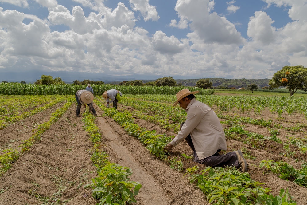 Latine immigrant work on a farm, tending to green crops in a large farm field