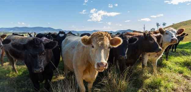 A group of cows in a pasture 