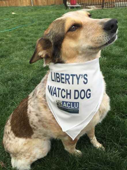 dog with bandana on that says &quot;liberty&#039;s watch dog&quot; and has the aclu logo