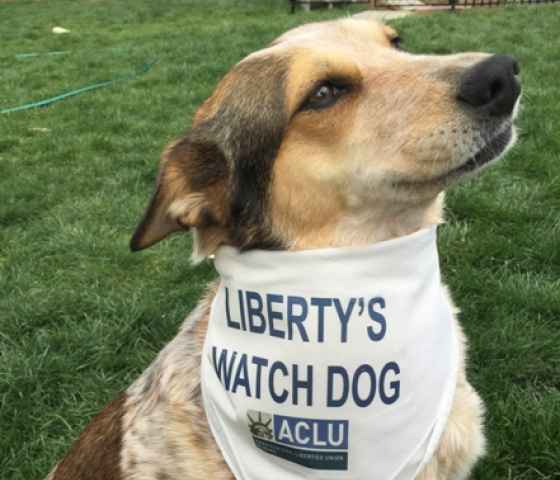 dog with bandana on that says &quot;liberty&#039;s watch dog&quot; and has the aclu logo